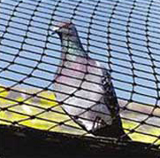 Pigeon Control Net
