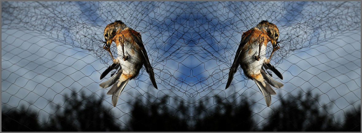 Bird Net